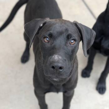 Bobo -  Black Labrador Retriever Dog for Adoption in Fenton, Michigan - Bobo | PetCurious