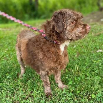 Trooper -  Terrier and Shetland Sheepdog Sheltie Dog for Adoption in Maynardville, Tennessee - Trooper | PetCurious