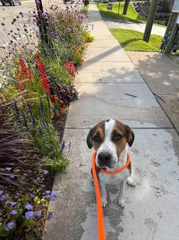 Aspen -  Hound Dog for Adoption in West Branch, Michigan - Aspen | PetCurious