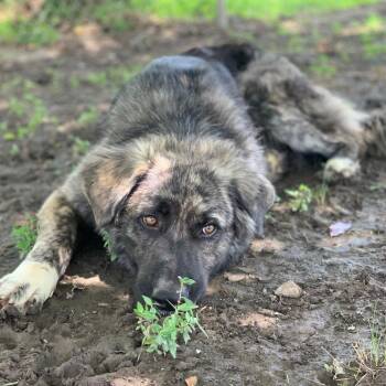 Mr. BearMan -  Anatolian Shepherd and Mixed Breed Dog for Adoption in Carencro, Louisiana - Mr. BearMan | PetCurious