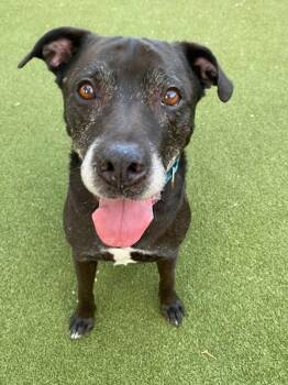 Royce -  Labrador Retriever Dog for Adoption in Austin, Texas - Royce | PetCurious