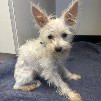 Yorkshire Terrier and Maltese Dogs Available for Adoption in Birmingham, Alabama - Penny | PetCurious