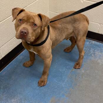 Mixed Breed Dogs Available for Adoption in Memphis, Tennessee - COVINGTON | PetCurious