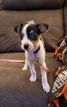 Trixie -  Rat Terrier Dog for Adoption in Celina, Ohio - Trixie | PetCurious