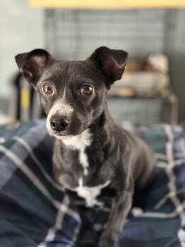 Rescue Terrier Dogs for Adoption in Redmond, Washington - Lily (My One And Only) | PetCurious