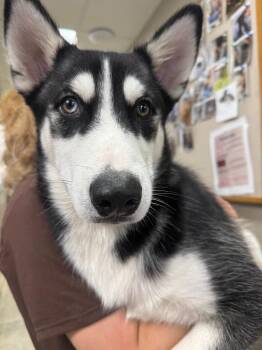 Chopper -  Husky Dog for Adoption in Saint Clairsville, Ohio - Chopper | PetCurious