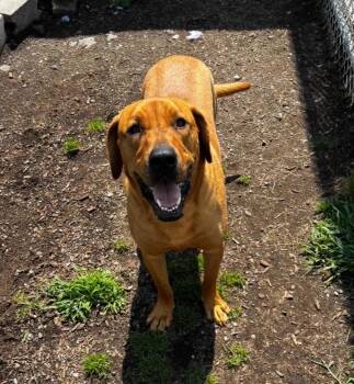 Oscar -  Labrador Retriever Dog for Adoption in New Windsor, New York - Oscar | PetCurious