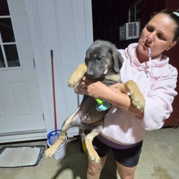 German Shepherd Dog Dogs Available for Adoption in Hinesville, Georgia - Brownie | PetCurious