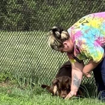 Fozzie Bear -  Mixed Breed Dog Available for Adoption in York, Pennsylvania - Fozzie Bear | PetCurious