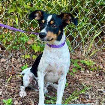 Rescue Jack Russell Terrier Dogs for Adoption in Winnfield, Louisiana - Buck | PetCurious