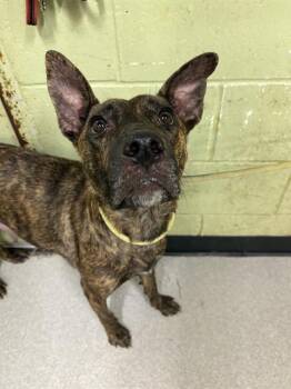 Rescue Dutch Shepherd and Mixed Breed Dogs for Adoption in Indianapolis, Indiana - ALARA | PetCurious