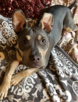 Pit Bull Terrier and Mixed Breed Dogs Available for Adoption - GIMI | PetCurious