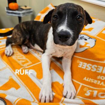 Ruff -  Mixed Breed Dog for Adoption in Madisonville, Tennessee - Ruff | PetCurious