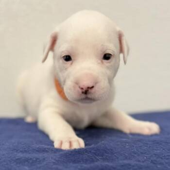 Red -  English Setter and Mixed Breed Dog for Adoption in St. Peters, Missouri - Red | PetCurious