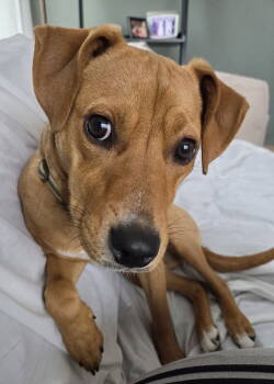 Rescue Pit Bull Terrier and Rottweiler Dogs for Adoption in Livonia, Michigan - Wu Litter Styx | PetCurious