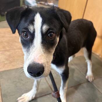 Mixed Breed Dogs Available for Adoption in Chattanooga, Tennessee - Mel | PetCurious