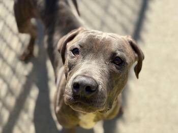 Pit Bull Terrier and Mixed Breed Dogs Available for Adoption in Tulsa, Oklahoma - WAYLON | PetCurious