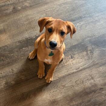 Blaine -  Mixed Breed Dog for Adoption in Buffalo, Minnesota - Blaine | PetCurious