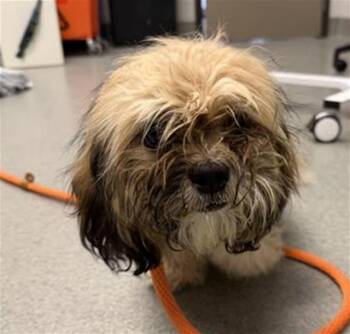 YOSHI - ADOPTION PENDING -  Maltese and Mixed Breed Dog for Adoption in Ontario, California - YOSHI - ADOPTION PENDING | PetCurious