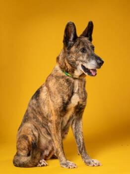 Laverne -  Dutch Shepherd and Mixed Breed Dog for Adoption in Atlanta, Georgia - Laverne | PetCurious