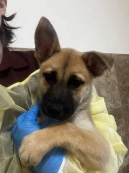 Cosmo -  Mixed Breed Dog for Adoption in Santa Rosa, California - Cosmo | PetCurious