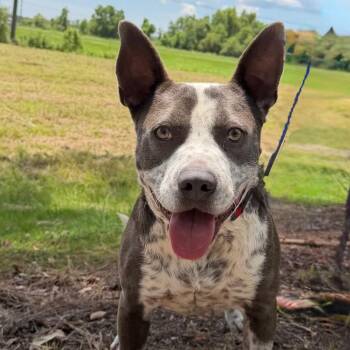 Tunner -  Australian Cattle Dog Blue Heeler and Pit Bull Terrier Dog for Adoption in New Orleans, Louisiana - Tunner | PetCurious