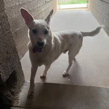 Johnny -  Chihuahua and Cardigan Welsh Corgi Dog for Adoption in Casa Grande, Arizona - Johnny | PetCurious