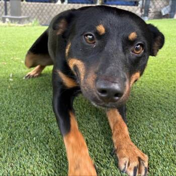 Scout -  Australian Kelpie Dog for Adoption in Allen, Texas - Scout | PetCurious