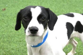 Rat Terrier and Mixed Breed Dogs Available for Adoption - ANGEL | PetCurious