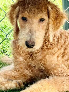 Poodle and Australian Shepherd Dogs Available for Adoption - Jiminez | PetCurious