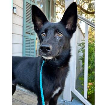 Rescue Shepherd and Collie Dogs for Adoption in New Orleans, Louisiana - Luke SkyBarker | PetCurious