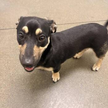 Dachshund and Chihuahua Dogs Available for Adoption in Burlingame, California - Aster | PetCurious