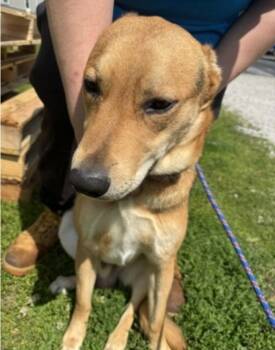 Artemis -  Mixed Breed Dog for Adoption in Terre Haute, Indiana - Artemis | PetCurious
