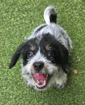 The Gangsters: Bonnie -  Terrier and Poodle Dog for Adoption in Dallas, Texas - The Gangsters: Bonnie | PetCurious
