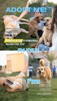 KYLE -  Canaan Dog Dog for Adoption in New York, New York - KYLE | PetCurious