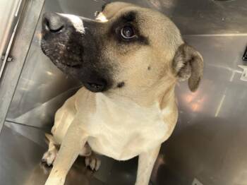 Rescue Mixed Breed Dogs for Adoption in Dallas, Texas - LINCOLN | PetCurious