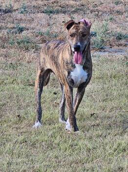 Rescue Labrador Retriever and Mixed Breed Dogs for Adoption in Temple, Texas - Nikki | PetCurious