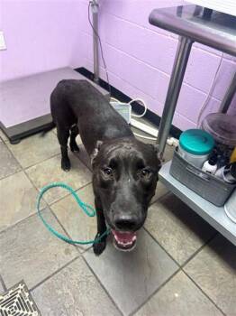 61317717 -  Pit Bull Terrier and Labrador Retriever Dog for Adoption in El Paso, Texas - 61317717 | PetCurious