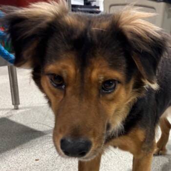 Breeze -  Collie and Mixed Breed Dog for Adoption in Tampa, Florida - Breeze | PetCurious
