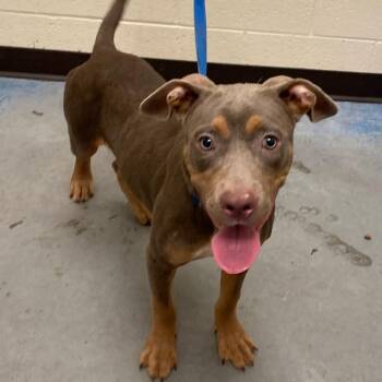 SMOKE -  Mixed Breed Dog for Adoption in Memphis, Tennessee - SMOKE | PetCurious
