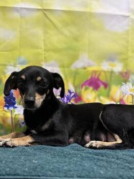 Chihuahua and Mixed Breed Dogs Available for Adoption in San Antonio, Texas - Little Debbie | PetCurious