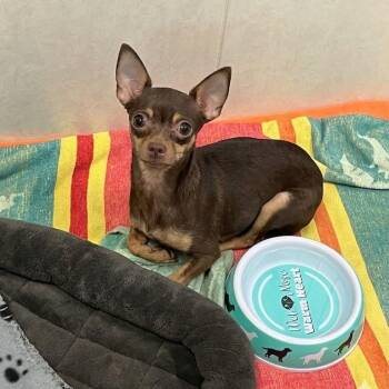 Maisie 0721 -  Chihuahua Dog Available for Adoption in Boca Raton, Florida - Maisie 0721 | PetCurious