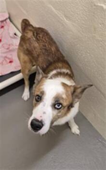 Siberian Husky and Mixed Breed Dogs Available for Adoption in Hagerstown, Maryland - SIR REGINALD | PetCurious