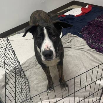 Husky and Labrador Retriever Dogs Available for Adoption - June Bug | PetCurious