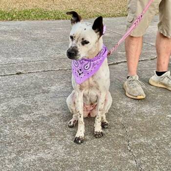 Australian Cattle Dog Blue Heeler Dogs Available for Adoption - Willow | PetCurious