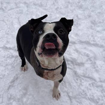 Mixed Breed Dogs Available for Adoption in Fairport, New York - Gregory | PetCurious