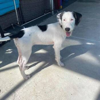 Monica -  Weimaraner and Black Labrador Retriever Dog for Adoption in Melbourne, Florida - Monica | PetCurious