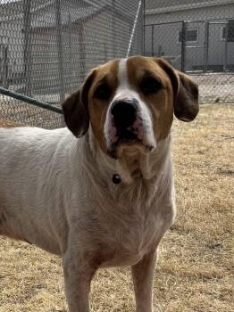 Labrador Retriever Dogs Available for Adoption - Chip | PetCurious