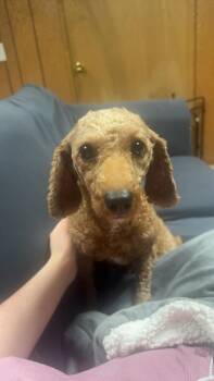 Poodle Dogs Available for Adoption - Reba | PetCurious