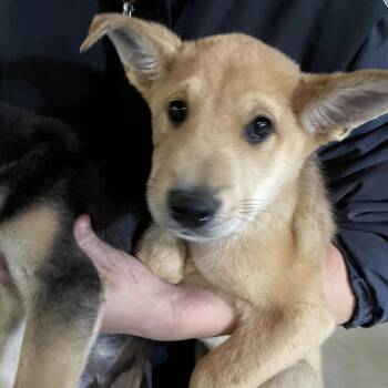 Avalanche -  Mixed Breed Dog for Adoption in Leander, Texas - Avalanche | PetCurious